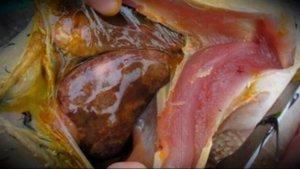 Профилактика болезней индюков и их лечение