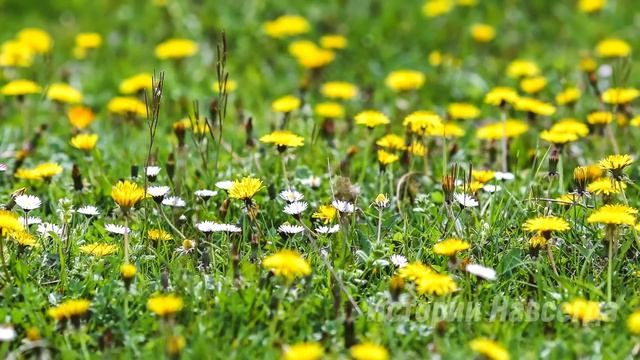 Похоронив жену, миллионер спешил на деловую встречу. А едва столкнувшись с гадалкой… смотреть онлайн