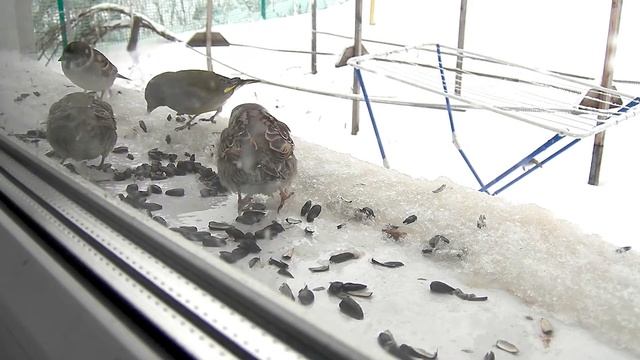 Зеленушка обыкновенная гоняет воробьев