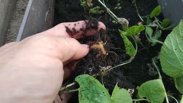 Тладианта сомнительная