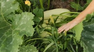 Кабачки. Урожайные сорта