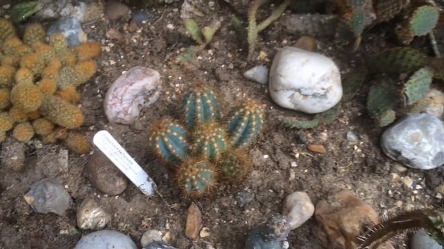 Cactus Pilosocereus pachycladus смотреть онлайн