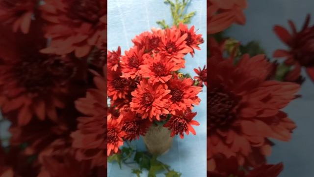 Хризантема мультифлора Липстик смотреть онлайн