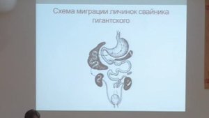 Нематодозы собак и кошек (лекция)