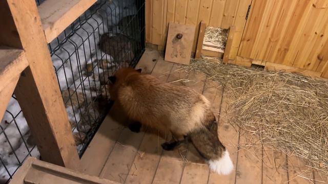 Алиса - лиса. Где завтрак ? смотреть онлайн