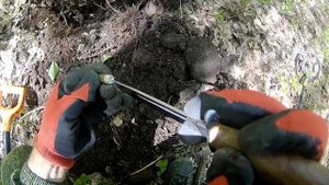 Поиск с металлоискателем в зауральной роще. Царское серебро и необычная пуля