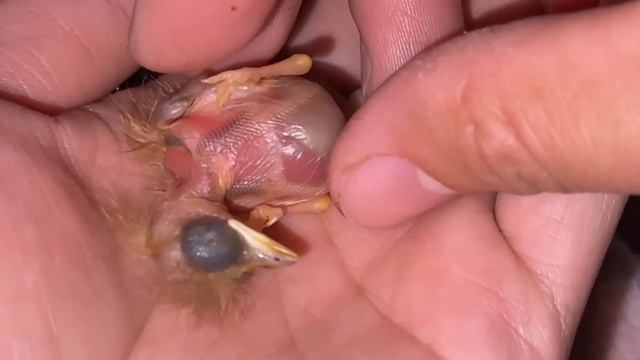 蒙面鳥哥|幼鳥成長日記：小夥在河邊撿到鳥蛋，經過悉心照顧，長成毛茸茸的小可愛【蒙面鸟哥】 смотреть онлайн