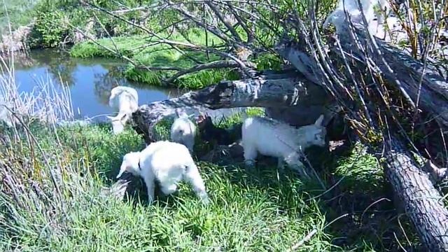 Как растут козлята! смотреть онлайн