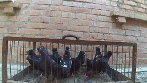 Продам- молодежь голуби Бакинские Чили