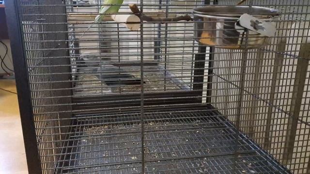Попугай жако и корелла на прогулке. Попугаи ведут себя тихо. На долго ли?