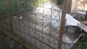 Мотопомпа PG 900 T FUBAG
