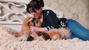 Щенки Мини Чау-Чау