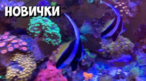 Вымпельные Бабочки | Жрут кораллы или нет!?