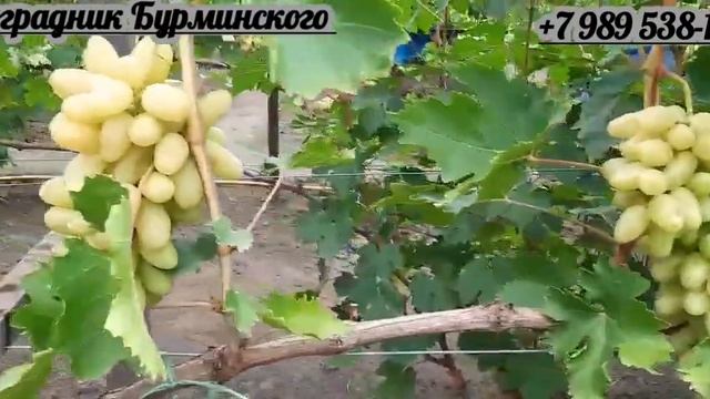 ГФ. Винограда ПАЛЬЧИК БЕЗСЕМЯННЫЙ. (Калугин В.М.). смотреть онлайн