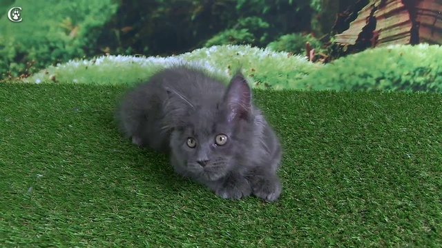 Видео котенка мейн-кун, голубой солид, Muffin Grey Claw`s в 3 месяца http://coonplanet.ru/