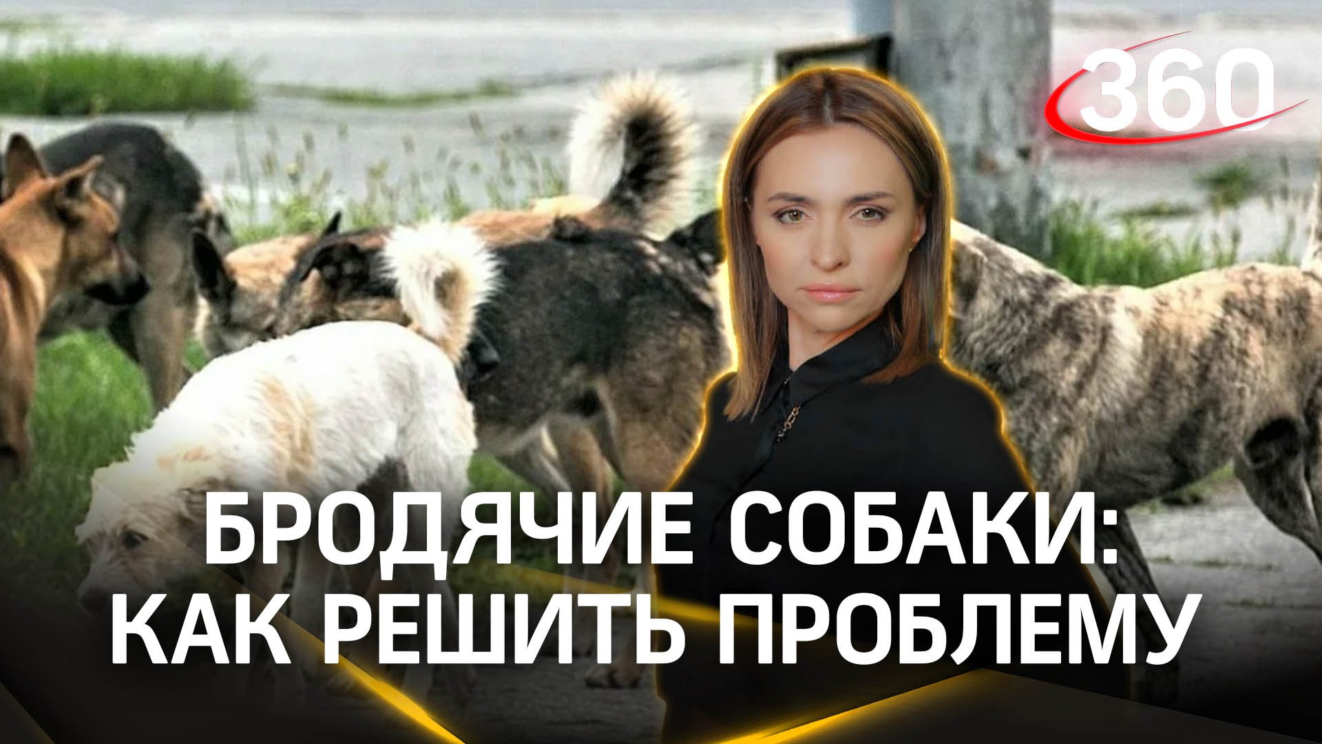 Бродячие собаки едва не растерзали женщину в Нижневартовске. На ком лежит ответственность? Малашенко