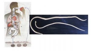 Тема 36. Типы биотических взаимоотношений организмов в биоценозах