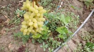 Сорта винограда Лавина, Красава, Фламинго, Хэллоуин 2 сентября 2021. Виноградник Щереденкова В. А