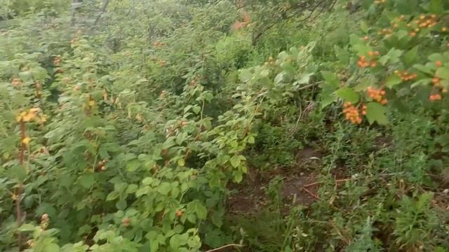 Обзор моей малины на дачном участке смотреть онлайн