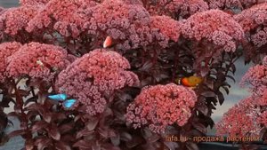 Седум обыкновенный Дарк Мэджик (sedum-dark-medzhik) ? обзор: как сажать, саженцы седума Дарк Мэджик