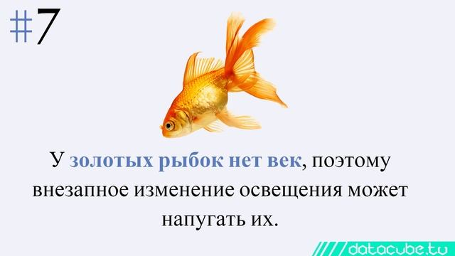 12 интересных фактов о глазах: особенности и цвет глаз смотреть онлайн