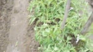 томаты по новому 2 корня 1 ствол