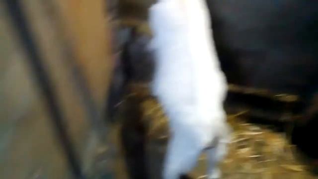 Поросята спят смотреть онлайн