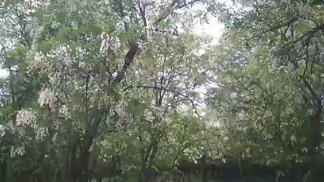 На акации в Чечне. (1). смотреть онлайн