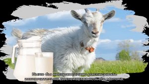 Польза козьего молока. Козье молоко для грудничков