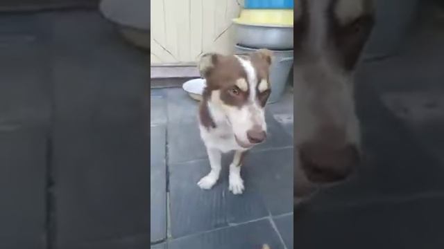 ШОК БАБУ... БЛИН СОРИ ТУТ ТОЛЬКО СОБАКА(( смотреть онлайн