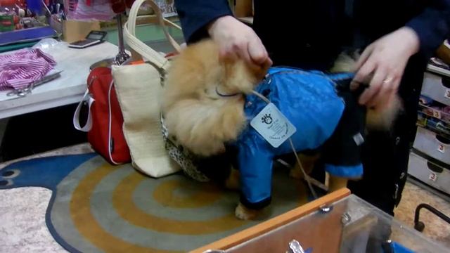 осенний комбинезон для шпиц