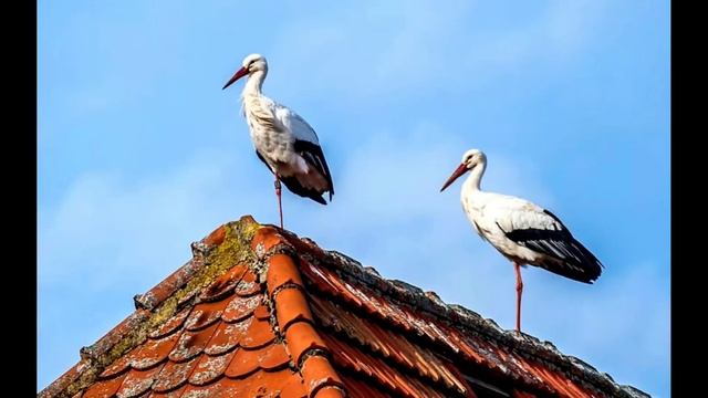 Голос белого аиста смотреть онлайн