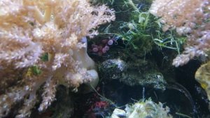 Водоросли в морском аквариуме. Виды, особенности.