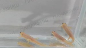 Тритон испанский желтый (Pleurodeles waltli)