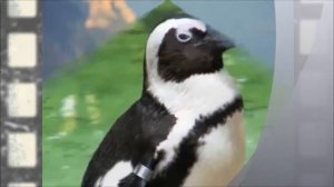 ПИНГВИНЫ  НЕЛЕТАЮЩИЕ ПТИЦЫ