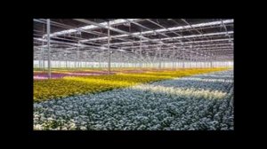 10 СТУПЕНЕК К СОЗДАНИЮ УСПЕШНОГО БИЗНЕСА НА ЦВЕТОЧНОЙ РАССАДЕ.ЧАСТЬ 7.УСЛОВИЯ ВЫРАЩИВАНИЯ