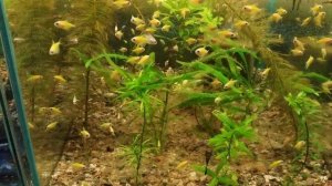 Травники, аквариумы с растениями