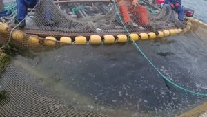 КЕТА рыбалка, работа рыбаков. Fish Catcher. Salmon.