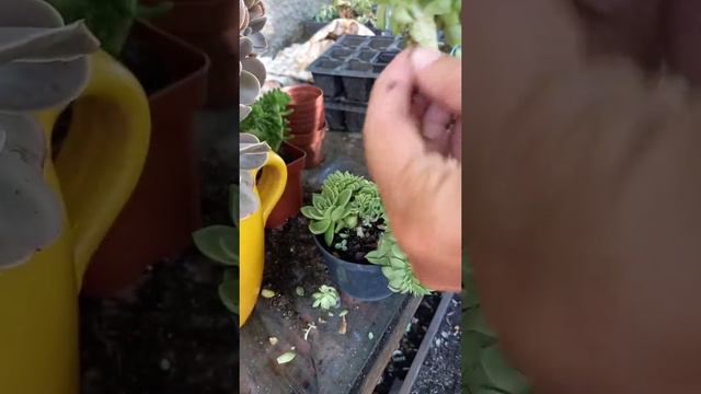 Fazendo mudas da Echeveria Joy cristata смотреть онлайн