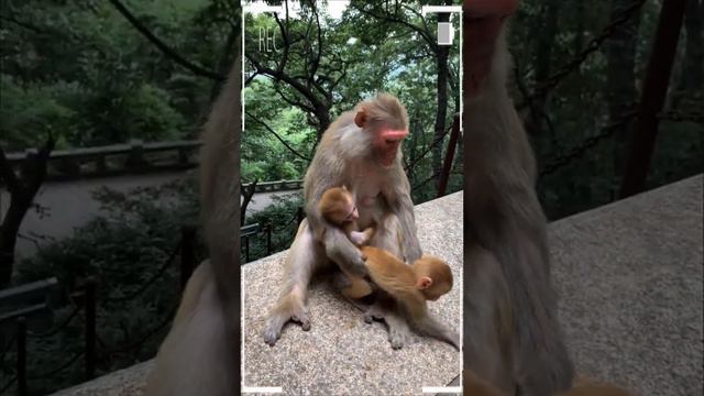 The Best of Monkey Videos - A Funny Eating Monkeys Compilation Ep229