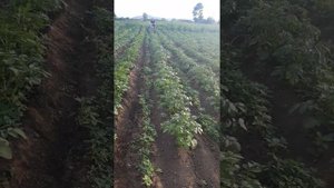 Мотоблок нева. Окучевание картошки на больших грунтозацепах.