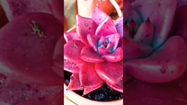 ❤️ ECHEVERIA AGAVOIDES TAURUS E SUA COR EXTRAVAGANTE