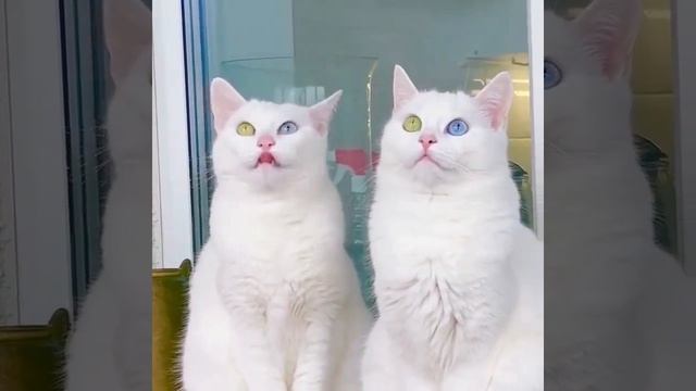 милашки