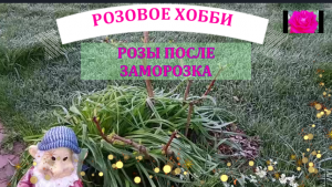 ЗАМОРОЗКИ ЗАКОНЧИЛИСЬ.  А ЧТО С РОЗАМИ?