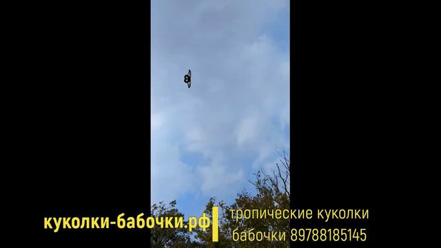 Полет тропической бабочки смотреть онлайн