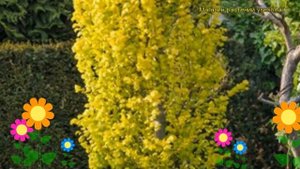 Вяз голландский Дампери. Краткий обзор, описание характеристик ulmus x hollandica Dampieri