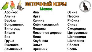 Кормление волнистых попугаев, корелл и неразлучников. Что можно и нельзя давать попугаям?