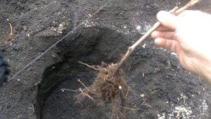 Как быстро выкопать посадочную яму под виноград