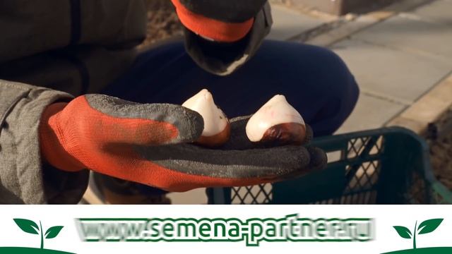 В моей деревне зацветет более 1000 голландских тюльпанов смотреть онлайн