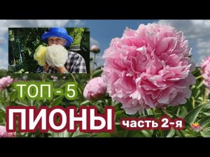 Их у нас много! Пионы, которые хорошо растут. Часть 2 / Сад Ворошиловой